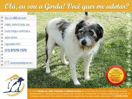 Adote um cão calmo de porte médio para crianças: Gorda abrigodojello@gmail.com