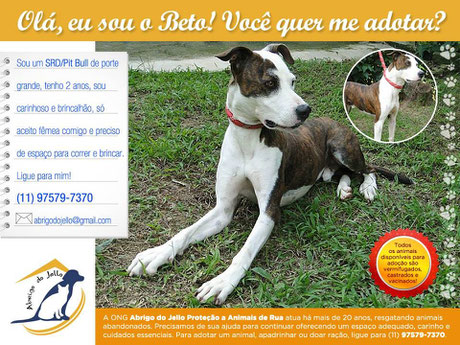 Adoção de cão: Adote o pit Bull Beto! abrigodojello@gmail.com