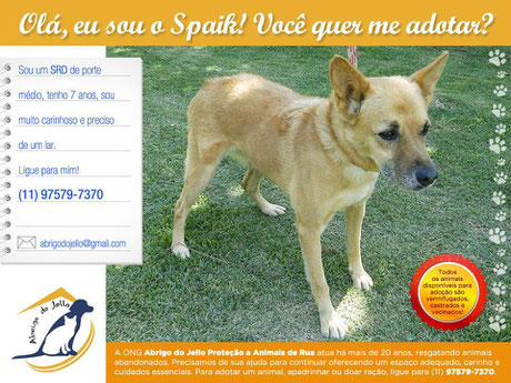 Adote o Spaik, cão de porte médio  abrigodojello@gmail.com