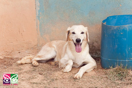 Adote o Brad, 12 anos, Mistura Labrador, saudável e ama de agua!