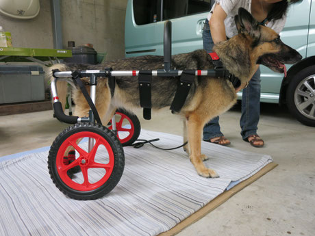 大型犬車椅子　犬の車いす　犬用車椅子　犬 車イス　犬 歩行器　dogkart　車椅子犬　クララワークス　