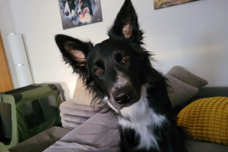 Mowgli