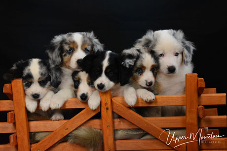 Tipi mountain discount mini aussies