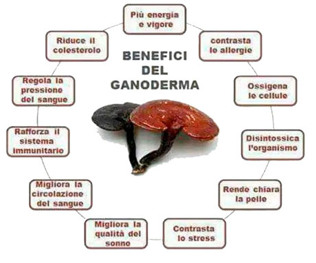 Integratore di Funghi Giapponesi, proprietà del Ganoderma