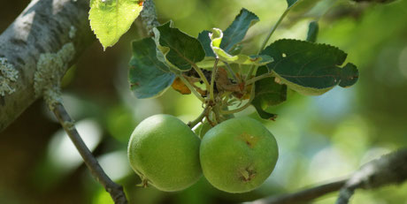 Arbres aux fruits délicieux... si les autres habitants du lieu en laissent un peu aux humains.... Nous ne récoltons que ce que la nature veut bien nous laisser.