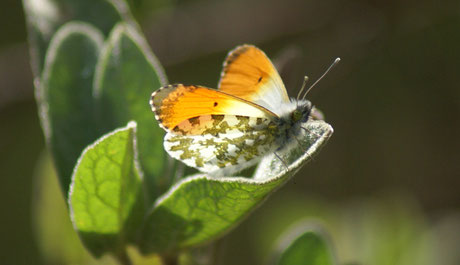 Aurore mâle (Anthocharis cardamines)