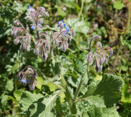 Plante cultivée de la famille des boraginacées (comme la vipérine qui, elle est indigène), la bourrache offre de superbes fleurs servant... de pistes d'atterrissage