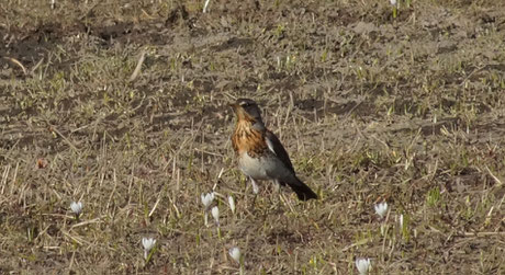 Les grives sont bien présentes : la draine, la plus commune; la musicienne qui chante à tue-tête ses 3 ou 4 strophes répétées plusieurs fois; et la litorne, photographiée ci-dessus, éclatante en plumage de parade.