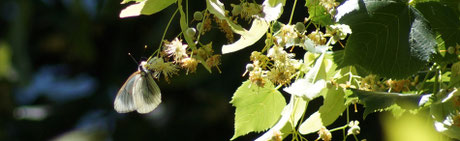 ... atirant de nombreux insectes, dont ce gazé (Aporia crategi), papillon de la famille des Piéridés, aux ailes perdant ses écailles au point de devenir translucides, qui se régale...