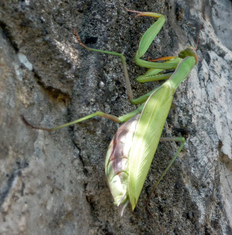 La mante religieuse Mantis religiosa, femelle