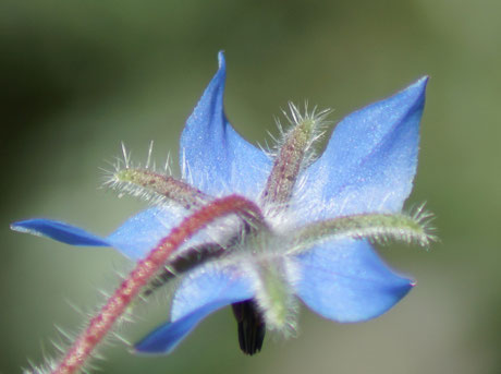 La fleur, vue de dessus, montre de beaux pétales bleus et de fins sépales "poilus" protégeant la fleur en bouton.