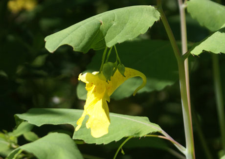 Fleur vue de profil