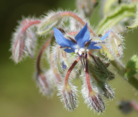 Une fine fleur bleue entourée des boutons floraux "poilus".