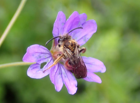 Osmia andrenoides (Hyménoptère), une des 967 espèces d'abeille de France. Il n'y a pas que l'abeille domestique qui existe !