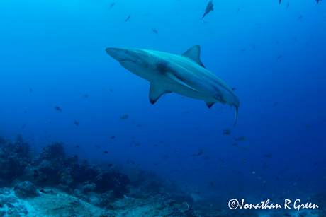 A striking Blacktip Shark swims elegantly in the foreground, with schools of fish swimming in the background, against the backdrop of the sandy ocean floor and coral formations, in the picturesque Galapagos Islands.