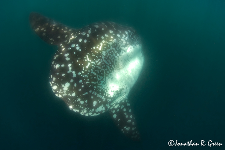 A Mola Alexandrini with a spotted pattern swims underwater in dimly lit, deep ocean waters.