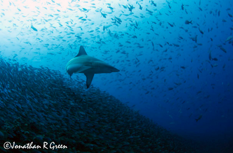 Beautiful Blacktip shark surrounded by Creole fish and a vast school salemas!