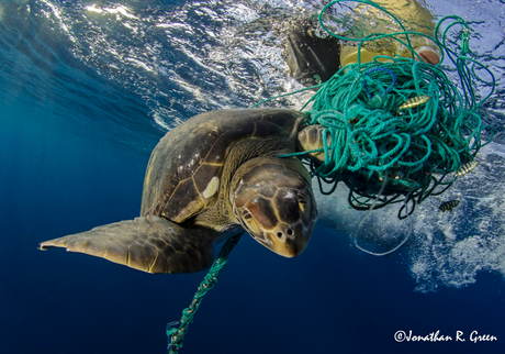  The image shows a sea turtle entangled in a mass of green fishing net debris, struggling underwater.