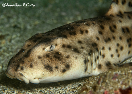 A Galapagos Bullhead Shark, a bottom-dwelling shark with distinctive black spots, lies at rest on the sandy ocean floor in the Galapagos Islands, as captured in this striking photograph