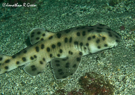 A Galapagos Bullhead Shark, a bottom-dwelling shark with distinctive black spots, lies at rest on the sandy ocean floor in the Galapagos Islands, as captured in this striking photograph