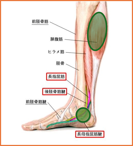 ふくらはぎと踵のスジを緩める