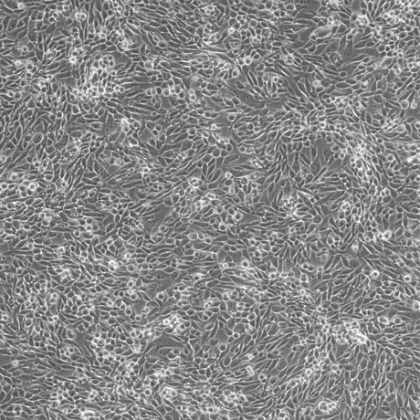 GIST430 light microscope image