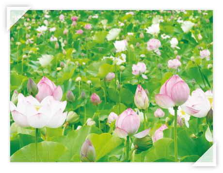 蓮の花畑