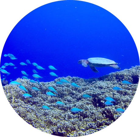 Turtle and beautiful coral of mantapoint of Bora Bora