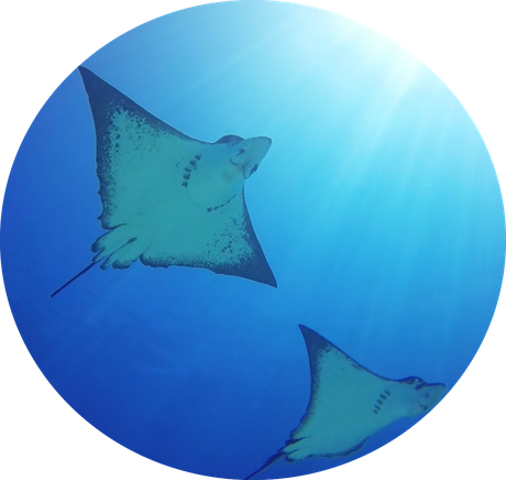 School of eagle rays are often observed in the lagoon of Bora Bora. 