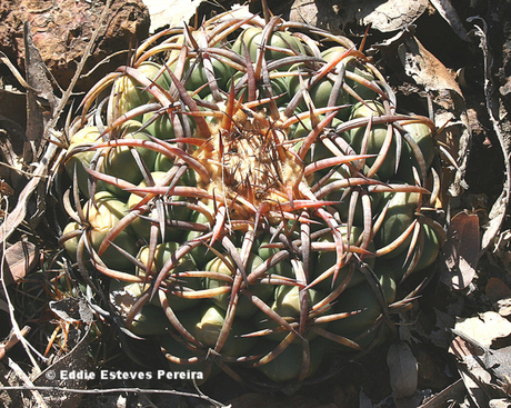 Discocactus cangaensis am Typstandort / type locality / localidade do tipo