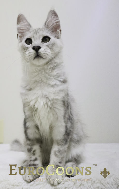 maine coon kittens for sale