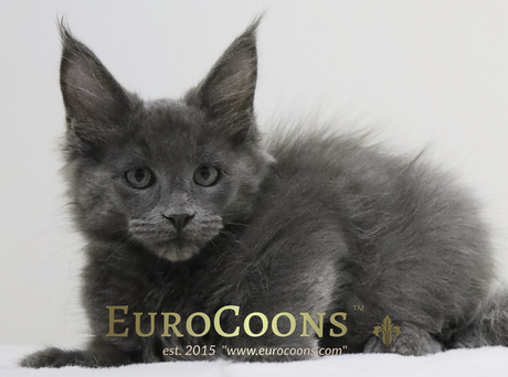 maine coon kittens for sale | blue maine coon