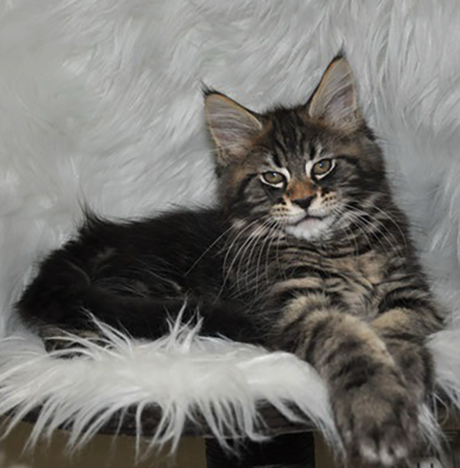 maine coon kittens for sale