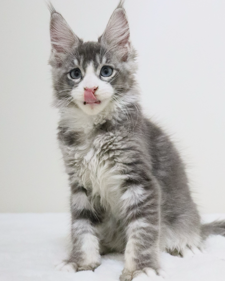 Maine Coon Kittens For Sale