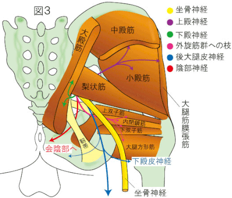 梨状筋症候群による 骨盤部の神経の絞扼
