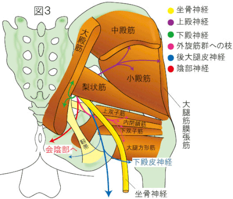 作用 筋 梨 状