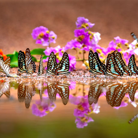 Schmetterlinge am Wasser