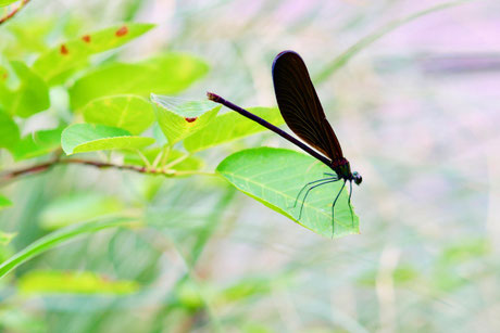 使者 Hanasakuminaru ホームページ