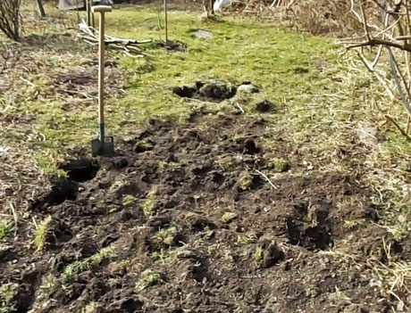 Erster Schritt: urbar machen! Hier wird Wiese mit dem Spaten umgegraben um dann weiterbearbeitet zu werden. 