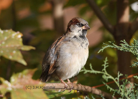 Haussperling (Passer domesticus). Mit mehr als 100 Mio. Individuen einer der häufigsten Vögel weltweit. Im Bild ein Männchen im Schlichtkleid [Oktober]   