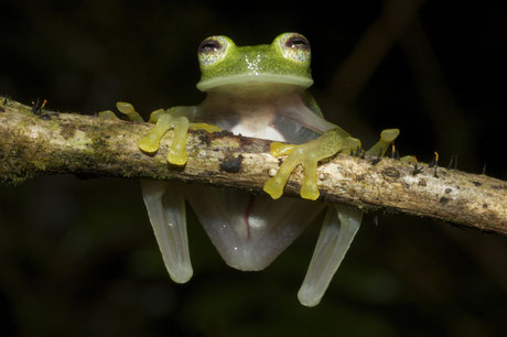 Glasfrösche – wie die hier abgebildete Art Hyalinobatrachium bergeri – leben im Regenwald der Anden und sind sehr anfällig auf Trockenheit. Foto: Ignacio de La Riva