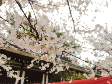 二条城の桜