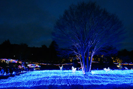 KYOTO ILLUMIERE