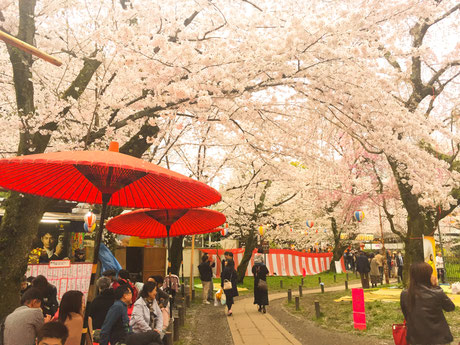 平野神社で花見