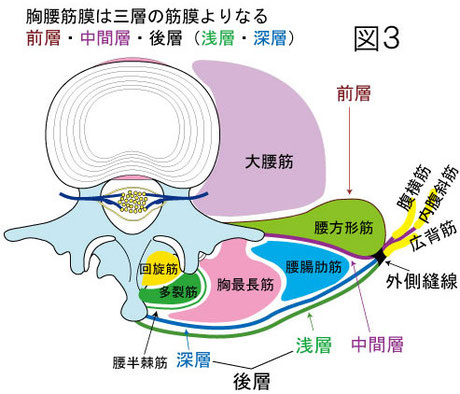 胸腰筋膜　関連する筋肉