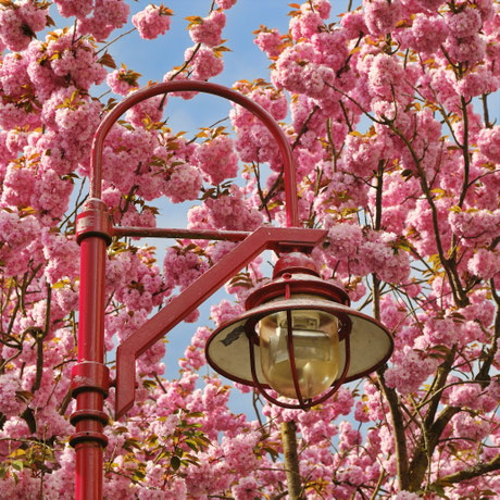 Fotografiewelten, Marburg, Stresemannstraße, Kirschblüte, Sakura, Hanami, Urban, Baum, Pflanze, Rosa, Blüte