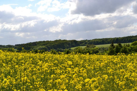 Rapsblüte im Mai