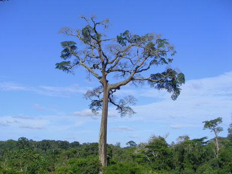 moabi tree in cameroon: forest protection project