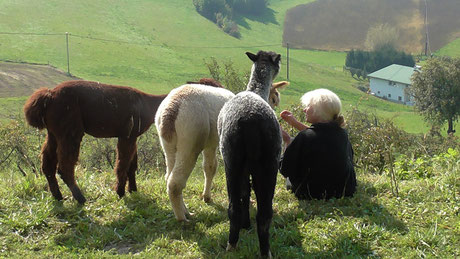 Gabi Seeling mit den Alpakas Gizmo, Domino und Joshi. Die Lage vom Gesundheitszentrum Alpakahof St. Ulrich/Greith mit dem Blick auf die slowenischen Berge ist einfach grandios!!