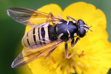 Wespen-Moderholzschwebfliege Temnostoma.. 